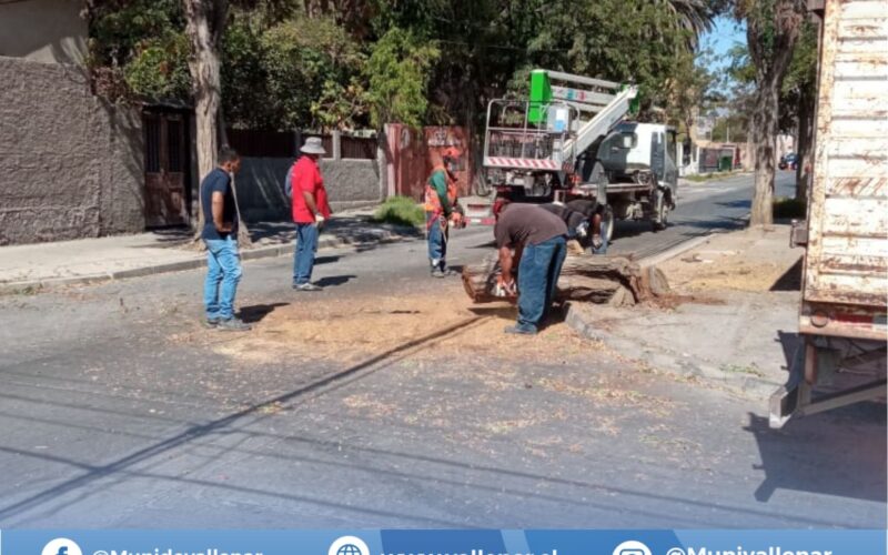 Municipio de Vallenar retira árbol por presentar inminente peligro de caída