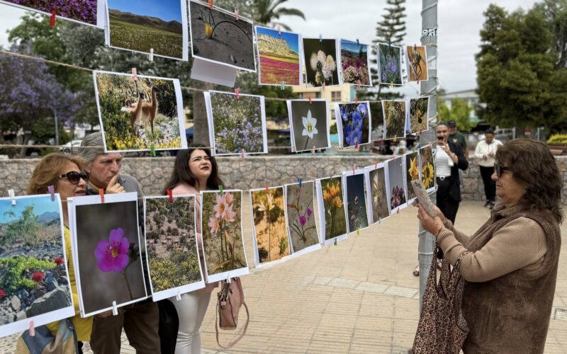 PREMIACIÓN CONCURSO DE FOTOGRAFÍA Y DIBUJO “VALLENAR VIVE EL DESIERTO FLORIDO”